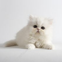 گربه پرشین سفید 50 روزه (فروخته شد)