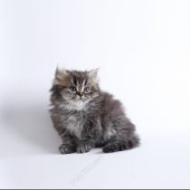 گربه پرشین چینچیلا  50 روزه ماده (فروخته شد)