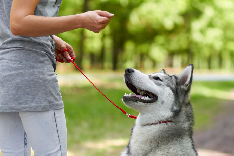 10 فرمان برای آموزش دادن سگ