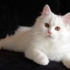 white-persian-cat-HD-image