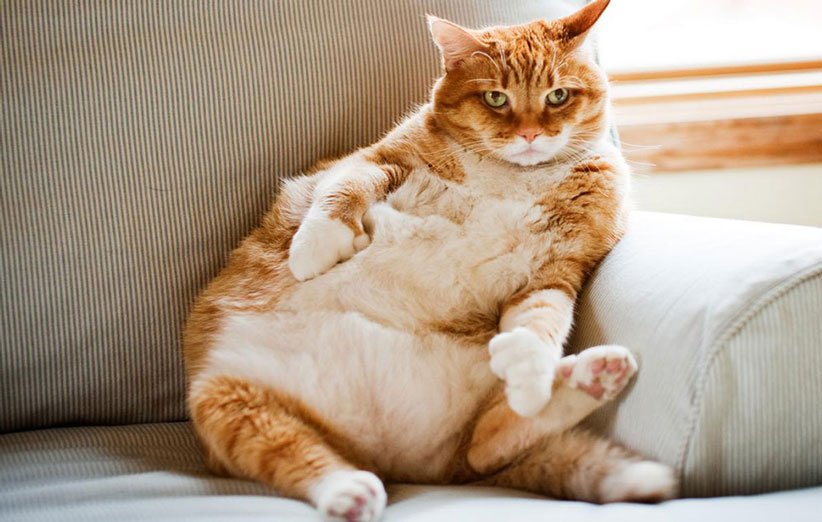 آن چیزی که در مورد نگهداری گربه خانگی چاق باید بدانیم،