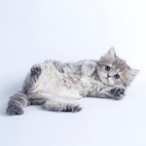گربه های پرشین چینچیلا  55 روزه (فروخته شدند)