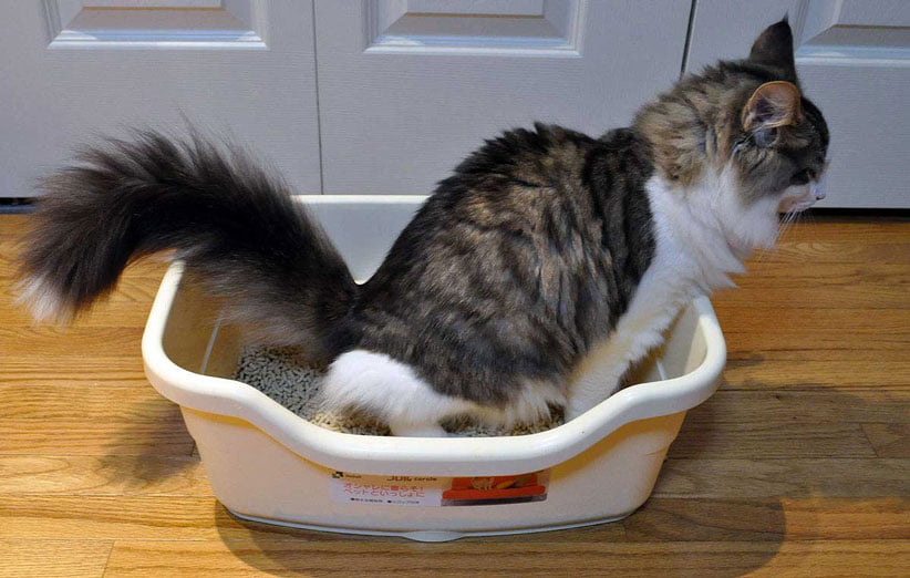 بستری مناسب برای مدفوع زندگی گربه ها