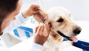 درمان سگ بیمار