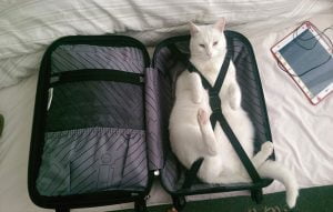 سفر-کردن-گربه-ها