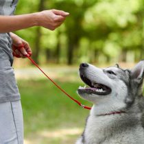مقدمات-لازم-برای-آموزش-سگ-ها