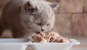 غذای مناسب گربه