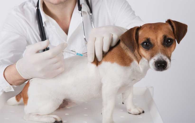 نکات مهم واکسیناسیون در سگ ها