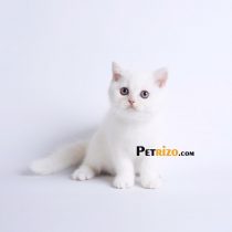 گربه بریتیش سفید 60 روزه
