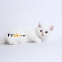گربه بریتیش سفید 60 روزه (فروخته شد)