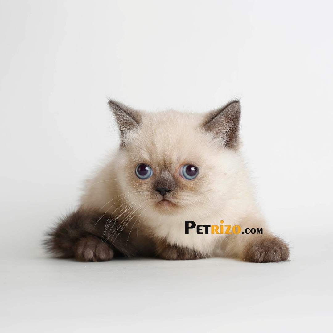 اسکاتیش چشم آبی بلو پوینت 45 روزه نر 5 اسکاتیش چشم آبی بلو پوینت 45 روزه نر