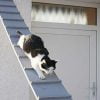 آموزش بالا رفتن از نردبان به گربه ها