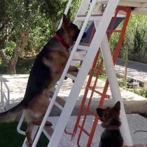 آموزش بالارفتن از نردبان به سگ