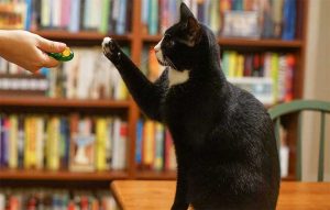 آموزش فرمان بشین - بمان به گربه ها