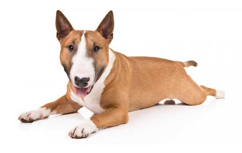 معرفی نژاد سگ ها -بخش6- 2 نژاد بول تریر