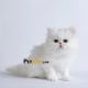گربه پرشین سفید 50 روزه ماده