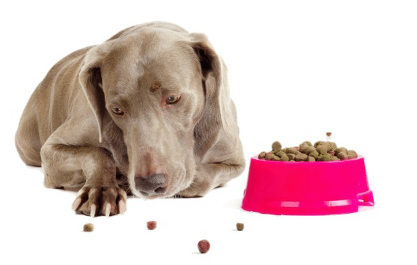 آموزش امتناع از خوردن غذا به سگ