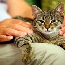 آیا گربه‌ها صاحب خود را میشناسند؟