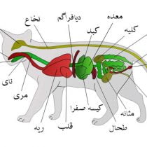 اندام‌شناسی گربه