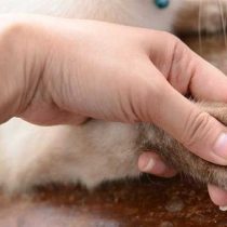 حقایقی درباره ناخن بچه گربه ها