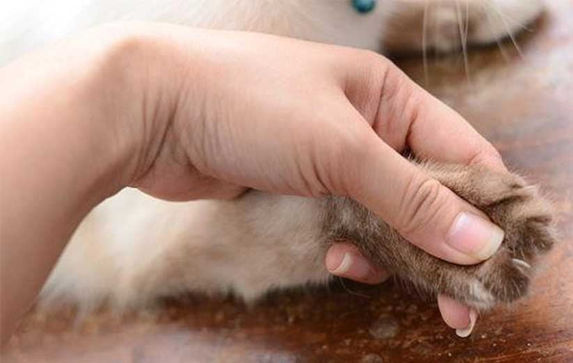 حقایقی درباره ناخن بچه گربه ها