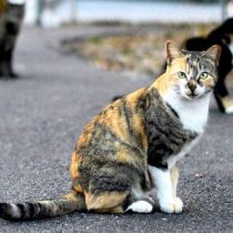 چگونه با گربه خیابانی دوست شویم؟