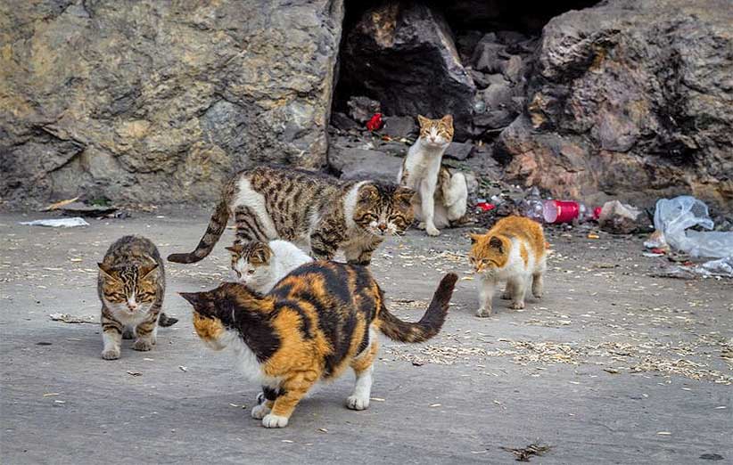 چگونه با گربه‌های خیابانی دوست شویم؟