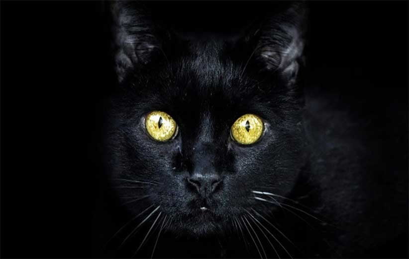 وضعیت روشنایی برای گربه‌ها