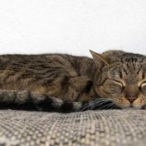 چرا گربه­ ها زیاد می­خوابند؟