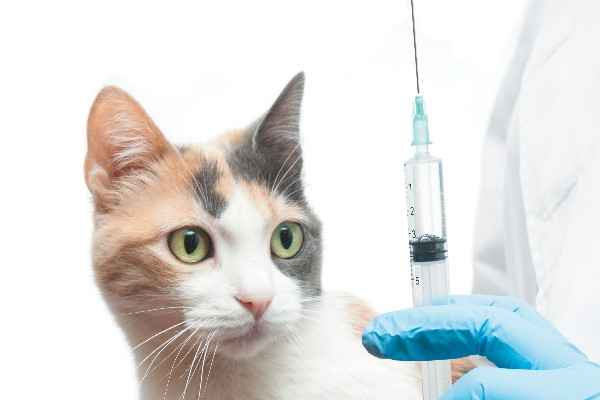 واکسن زدن گربه