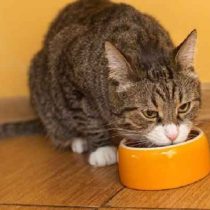 رژیم غذایی برای کاهش وزن گربه ها