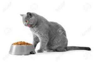 غذای بچه گربه بریتیش