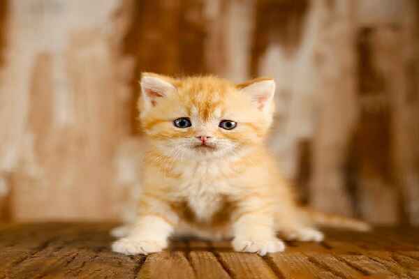 10 نکته برای خرید گربه خانگی در تهران 6 خرید گربه خانگی در تهران