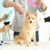 آرایشگر سگ در منزل
