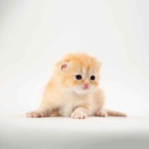 بچه گربه های اسکاتیش | بریتیش کوچولو 16 روزه (اماده تحویل در 50 روزگی )