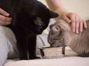 غذای گربه بمبئی 2 cats 2