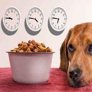 زمان غذا سگ چه زمان هایی تو روز باید به سگمون غذا بدیم ؟ زمان غذا سگ، اگر میخواید سگتون درست تربیت بشه و سالم باشه فقط نباید به نوع غذا که خشک و کنسروی و... باشه توجه داشته باشید. باید زمان غذا سگ رو هم تنظیم کنید .اصلا به این فکر نکنید که ظرف غذا رو پرمیکنید .و سگتون تا شب غذا داره و نیاز نیست رسیدگی کنید بهش ، شما باید میزان غذا خوردن سگتون رو کنترل کنید. تا چاق نشه و مشکلات بدنی و بیماری براش به وجود نیاد وحتی اگر شما با سگ بالغتون یه توله سگ هم نگه داری میکنید. میتونید وعده های اصلیشون رو داخل یه ظرف براشون سرو کنید .