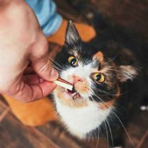 غذای تشویقی گربه، شاید به عنوان صاحب گربه فکر کنید که غذای گربه اصلی ترین و مهمترین نقش رو برای گربه داره ولی اگه از اهمیت بالای تشویقی گربه، برای گربه های درحال آموزش  و تربیت و حتی برای تامین ویتامین های مورد نیاز بدن گربه با خبر بشید میفهمید که تقریبا فکر اشتباهی داشتید. غذای تشویقی گربه رو معمولا به اسنک گربه یا جایزه گربه هم صدا میکنن و این غذاها تیکه های کوچیکی هستن و شکل های مختلفی دارن که از نظر طعم و بو برای گربه خیلی جذابن و همه گربه ها عاشقش تشویقی ها میشن. البته اشتباه نکنید! این تشویقی یا اسنک ها جایگزین اصلی غذا نیستن و به عنوان میان وعده و با هدفای مختلفی مثل آموزش و تربیت گربه میتونید به گربتون بدید.