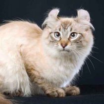 گربه نژاد کرل آمریکایی یکی از جدیدترین نژادهای گربست و نتیجه یه جهش ژنتیکی طبیعیه که اولین بار تو شولامیت پیدا شد. اولین امریکن کرل، یه بچه گربه سیاه ولگرد پشمالو با موهای بلند بود که گوشهاش به طور جالبی به عقب پیچیده شده بود. این گربه عجیب خوش شانس سر از خونه جو و گریس روگا در لاکیود در آورد و اون هم به افتخار شاهزاده خانوم سیاه و زیبا که تو کتاب آواز سلیمان بود اسمشو "شولامیت" گذاشت.