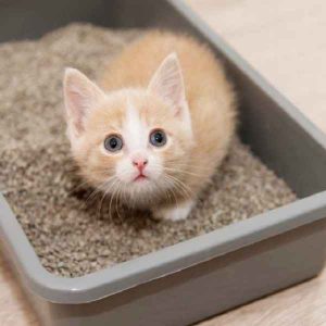 ظرف خاک گربه، کنار ظرف غذا ظرف خاک هم برای گربه ضروریه و باید همون اول و قبل از اوردن گربه به خونه حتما این دو مورد رو برای گربتون بخرید و جای مناسب و آرومی برای اونا در نظر بگیرید که گربتون موقع غذا خوردن یا دستشویی کردن استرس نداشته باشه و حس خطر نکنه. همونطور که ظرف غذای گربه مدلای مختلفی داره ظرف ادرار یا دستشویی گربه هم مدل های مختلفی داره.