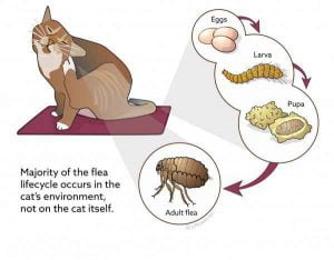Fleas lifecycle cat 2017 01scaler