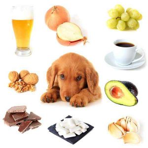 غذای مضر سگ، یه سری مواد غذایی هستن که ما فکر میکنیم مشکلی برای سگمون به وجود نمیارن وصدمه ای بهش وارد نمیکنن یا حتی وقتی غذای خودمون رو بهش میدیم فکر میکنیم مشکلی نیست ولی این مواد غذایی اگر وارد بدن سگ بشن صدمات وبیماری های زیادی رو برای سگ به وجود میارن ؛