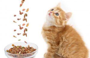 غذای خشک برند پتچی 3 2 14