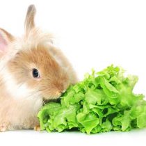 غذای خرگوش خانگی، برای اینکه بتوانید از یک خرگوش نگهداری کنید و در کنار هم زندگی خوب و سلامتی داشته باشید باید حتما غذای خرگوش خانگی که مورد نیاز او است و سلامت او را تضمین میکند تهیه کنید تا دچار مریضی ها و مشکلات متعدد گوارشی  نشوند. برای به دست اوردن اطلاعات بیشتر و بهتر راجب این جوندگان بامزه ادامه مطلب را از دست ندهید. دندان های خرگوش همیشه و همواره در حال رشد است و رشد زیاد انها باعث مشکل میشود یه این صورت که دندان های انها به یکدیگر  میچسبد و باعث میوشد نتواند دهان خود را  باز کند و امکان غذا خوردن را از خرگوش کوچک شما میگیرد.