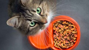 غذای خشک برند پتچی 2 غذایگربه