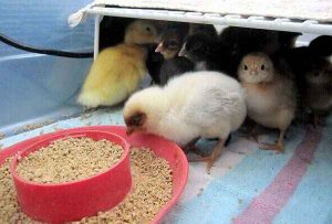 Feeding day old chicks