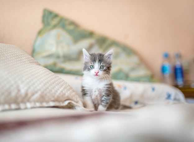 همه چیز راجب بچه گربه 2 SLYrVQ9