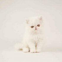 تاریخچه گربه پرشین سوپرفلت سفید گربه پرشین یکی از گونه های بسیار قدیمی است   . احتمال می رود این گربه در اثر یک جهش طبیعی به وجود امده است . اولین گربه مو بلندی که به اروپا برده شد توسط جهانگردی ایتالیایی با نام پیترو دلاواله بود . در ان زمان گربه ها دارای مو های براق و ابریشمی به رنگ خاکستری بودند . تا اواخر قرن نوزده میلادی پرورش گربه های مو بلندی که از پارس ، ترکیه و افغانستان می امدند ادامه داشت . این گربه ها به گربه های اسیایی معروف شده بودند . جالب است بدانید یکی از گونه های مورد علاقه ملکه ویکتوریا گربه پرشین بود . بعد ها برخی از افراد با پرورش های گزینشی گربه ایرانی را تبدیل به گربه پرشینی که در حال حاضر وجود دارد کردند .