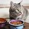 انواع غذای گربه تجاری غذاهای تجاری گربه ها در 3 شکل مختلف عرضه میشوند : آبدار، نیمه خشک و خشک . این که گربه تان را با کدام نوع تغذیه کنید بستگی به شما دارد . اما به خاطر داشته باشید که نیازهای گربه نیز باید در نظر گرفته شود. چرا که شکار طبیعی آنها نرم و قابل جویدن است . شاید مناسب ترین گزینه برای انتخاب انواع غذای گربه ،غذاهای خشک باشد. چرا که بهترین مزه را برای گربه ها دارد . فراهم کردن آن نیز برای شما آسان است . غذاهای کنسروی آبدار هستند و میزان آب آنها حدود %80 میباشد. و نیز برای برخی گربه ها خصوصا آنها که مشکلات ادراری دارند مناسب است . غذاهای نیمه خشک نیز به ندرت در بازار دیده میشوند