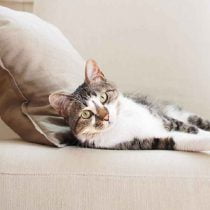 زندگی گربه خانگی در چه صورت با آرامش می باشد؟ زندگی گربه خانگی ، قطعا دارای نیازهای اولیه می باشند؛ این نیازها شامل کاسه های مناسب برای غذا و آب ، ترجیحا کم عمق و از جنس سرامیک و محل خواب تمیز و نرم است. در آب و هوای سرد ، گرم کننده های مخصوص محل خواب بسیار مورد پسند گربه هاست؛ اگر گربه در محل خواب خود احساس امنیت و آسایش کند، موقع بردن نزد دامپزشک و یا آراستن موها ترس کمتری خواهد داشت.
